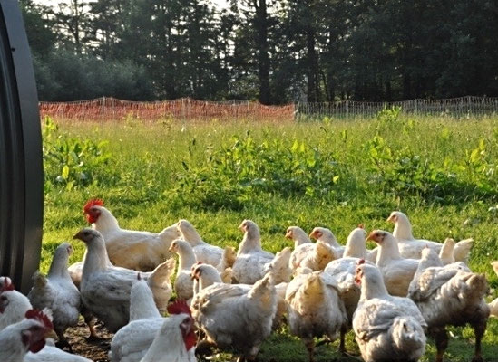 Naturgeflügelhaltung Hähnchen Hühner Suppenhuhn