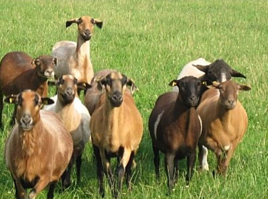 robuste Eifel Lamm Haltung und Aufzucht