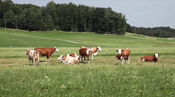 die Metzgerei Eckart zerlegt Weiderind von kleinen Münsterländer Bauernhöfen