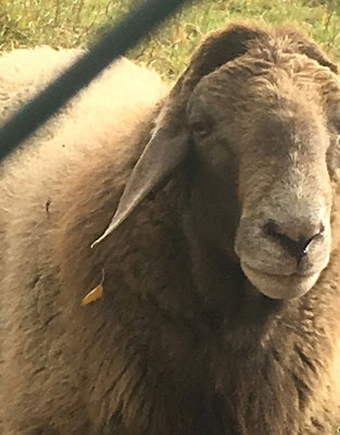 die Metzgerei Eckart führt frisches Eifel-Lamm und junges Kaninchen vom Putzhof