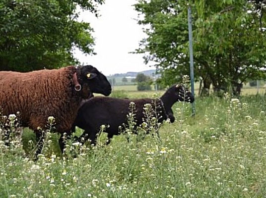 eigene Schlachtung und Zerlegung von Eifel Lamm und Kaninchen auf dem Pützhof