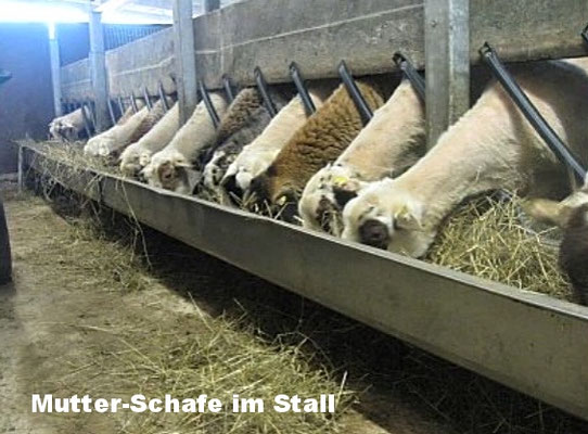 Schaf- und Kaninchenzucht