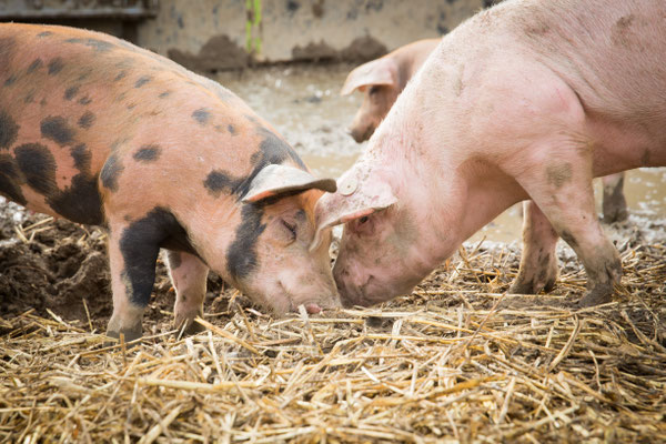 Ruhrtaler Freilandschwein - ganzjährig draußen
