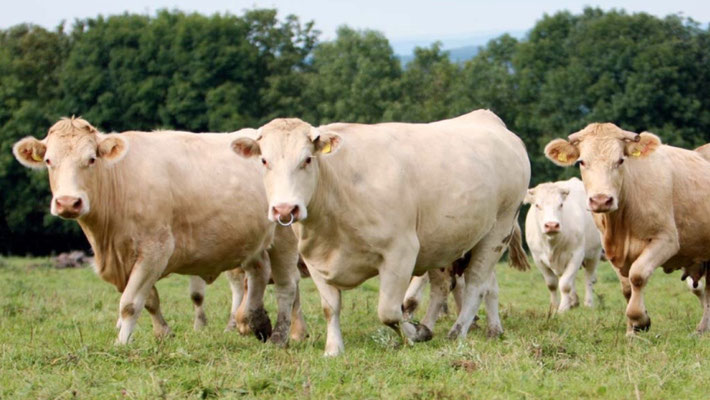 kleine Bauernhöfe im Münsterland garantieren eine artgerechte Haltung ihrer Tiere