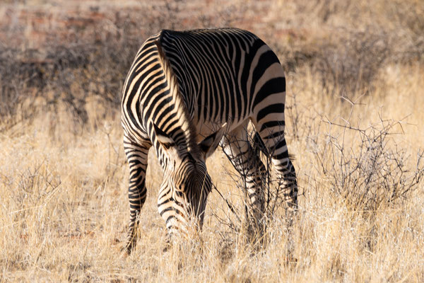 Zebra in Namibia, Africa
