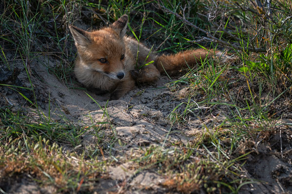 wildlife, nature, vos, fox
