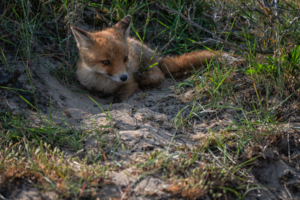 Young Fox in the Amsterdamse Waterleiding duinen