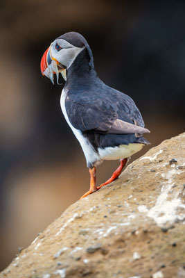 Puffin on Drangey, Iceland