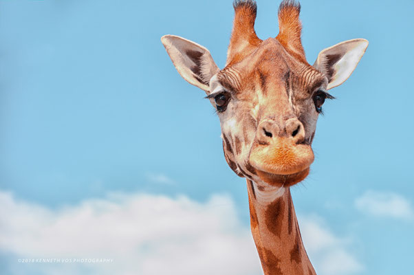 Giraffe in the sky