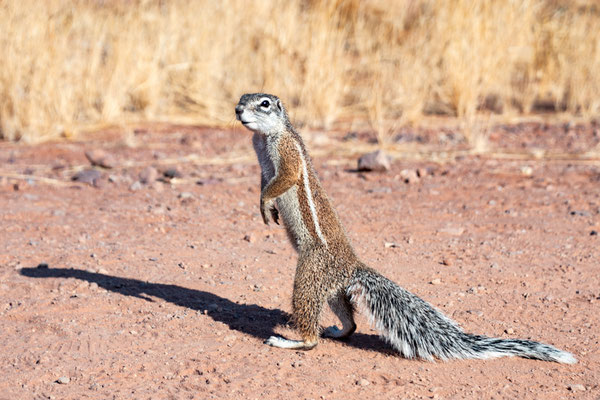 Squirrel in Namibia, Africa