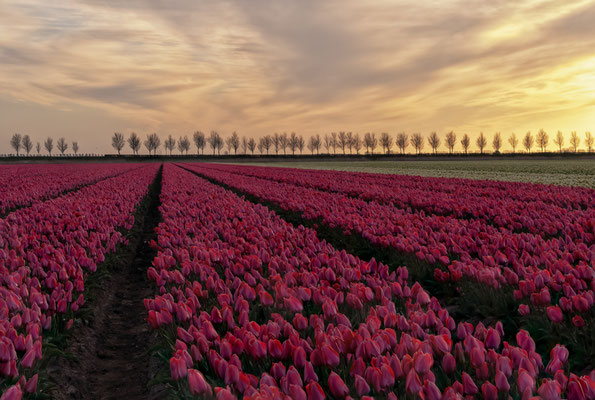 Goeree Overflakkee Netherlands Tulips Tulpen Bollenveld Sunset landscape