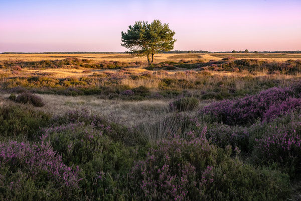 Landscape of Heather, the Netherlands