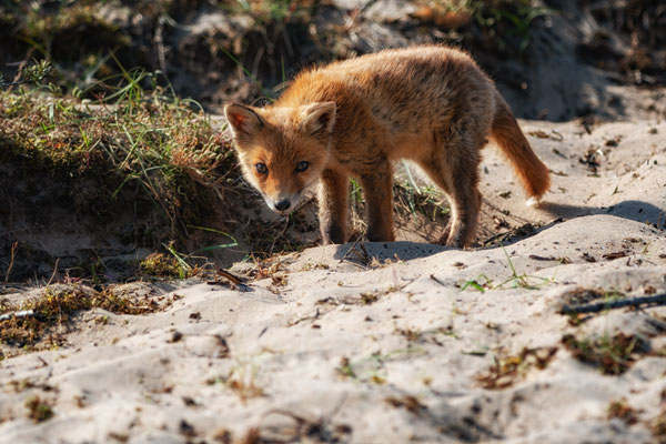 Young Fox in the Amsterdamse Waterleiding duinen
