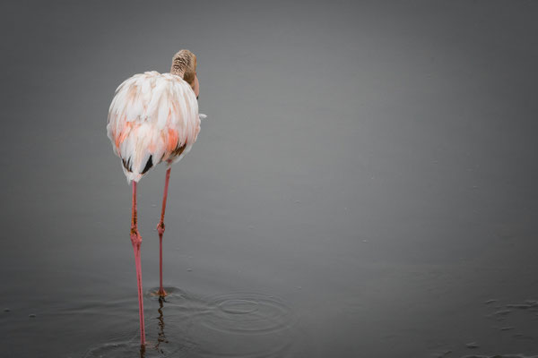 Flamingo wandering around in Namibia, Africa