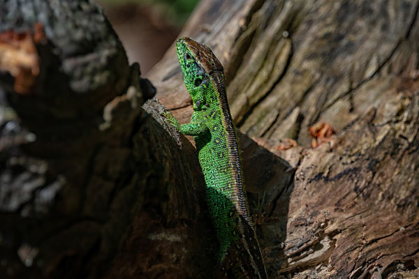 Sand lizard in the Amsterdams Waterleidingduinen