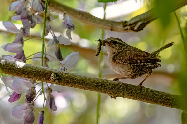 Wren collecting food