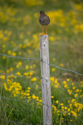 Curlew int the Summer, Iceland