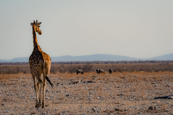 Giraffe in Etosha, Namibia, Africa