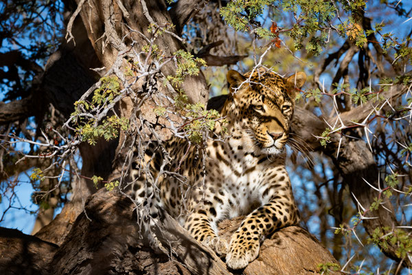 Luipaard, Leopard, Namibia Namibië Afrika, Africa, wildlife
