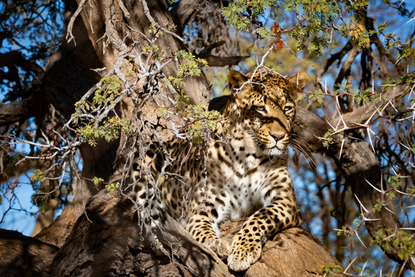 leopard overlooking the Namibian landscape from a tree