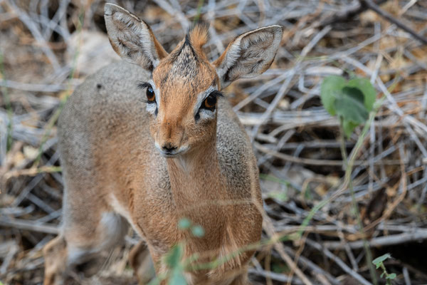 Big eye Dikdik in Namibia, Africa