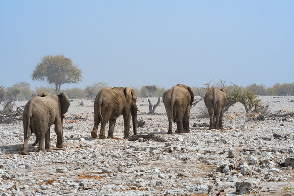 Elephants on their way