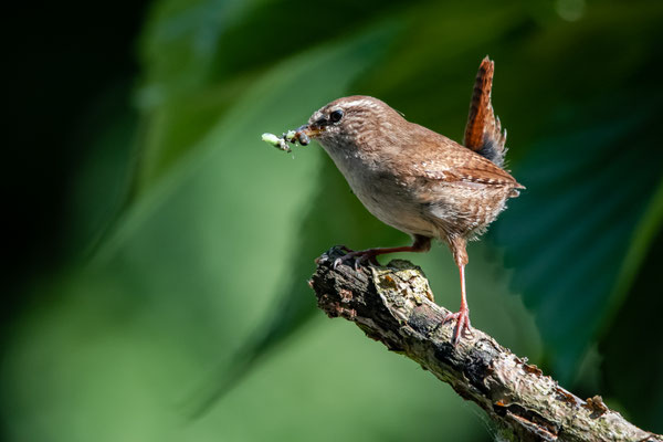 Wren collecting food