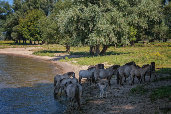 Konik horses along the Merwede, the Netherlands