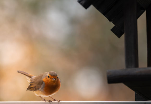 Robin says hello in the Morning