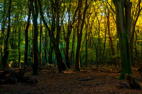 Dancing trees in the woods of Ermelo, the Netherlands