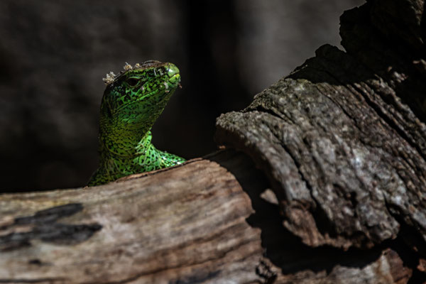 Sand lizard in the Amsterdams Waterleidingduinen