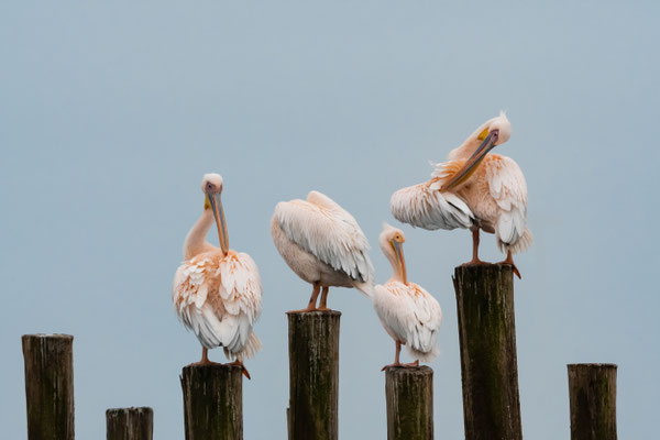 Pelicans in the Walvis Bay in Namibia, Africa Namibia
