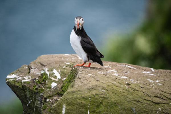 Puffin on Drangey, Iceland