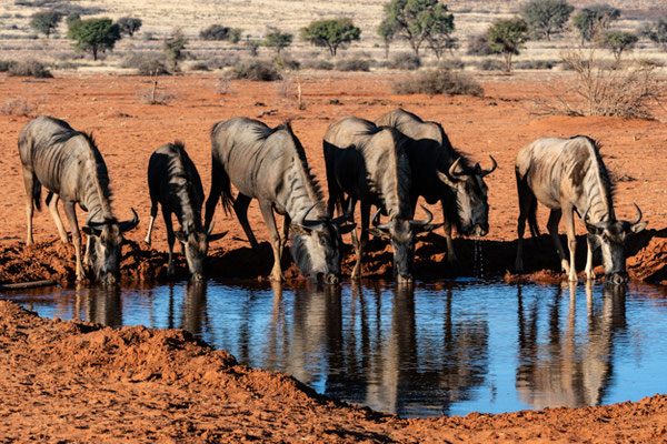 Gnoes drinking in Namibia, Africa
