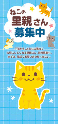 猫の里親募集のパンフレット＿表紙