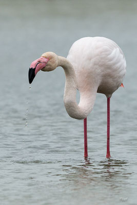 Flamant rose