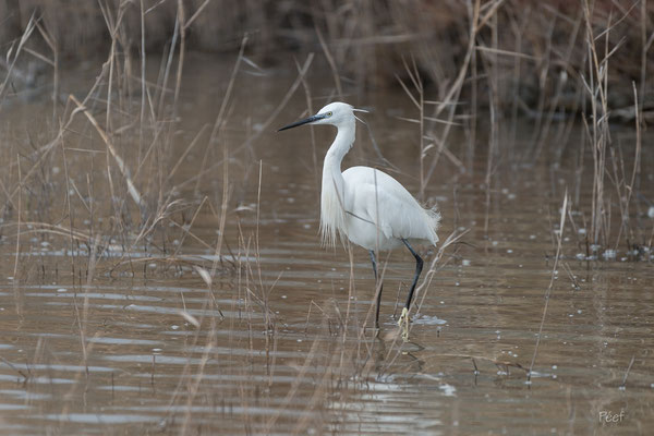 Aigrette garzette