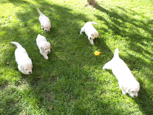 cuccioli golden retriever allevamento e centro di psicologia canina