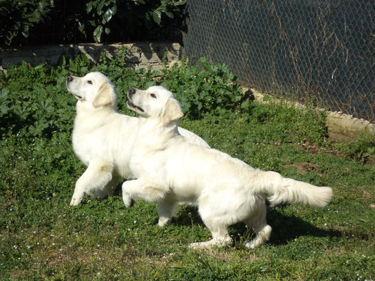 Cuccioli Golden Retriever Allevamento Centro Psicologia Canina