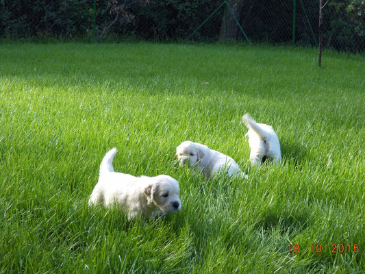 cuccioli golden retriever allevamento e centro di psicologia canina