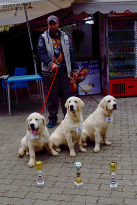 Cuccioli Golden Retriever Allevamento Centro Psicologia Canina