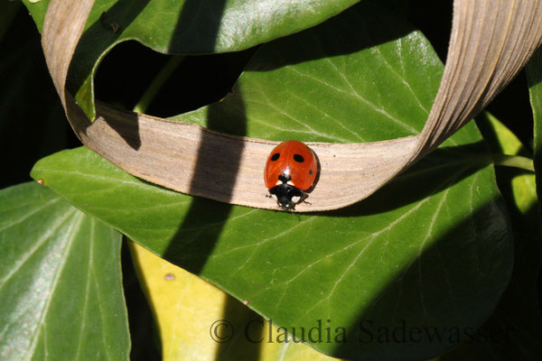 Siebenpunkt-Marienkäfer  (Coccinella septempunctata)