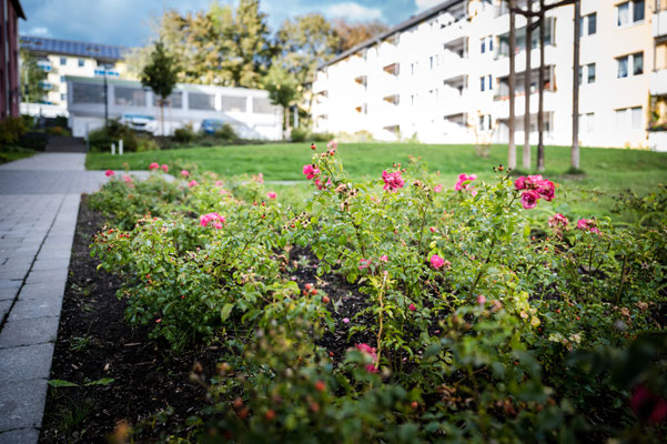 Wohnumfeldverbesserung Bepflanzung