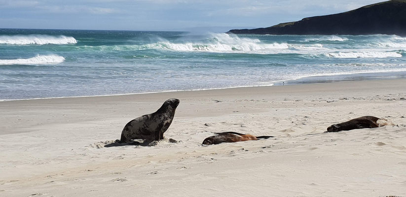 Sandfly Bay - Dunedin Peninsula - South Island