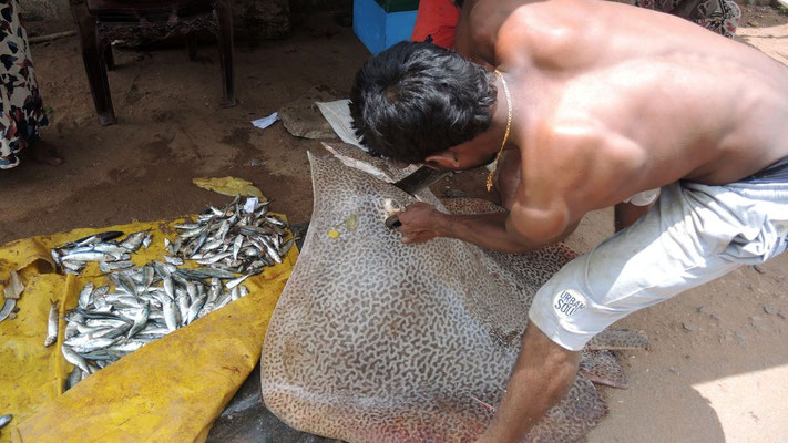 Catched ray south of Chilaw - West Coast