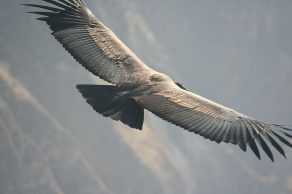 Condor at Canon de Colca - Cordillera de Chilla