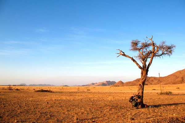 Life saving tree - Namib Desert