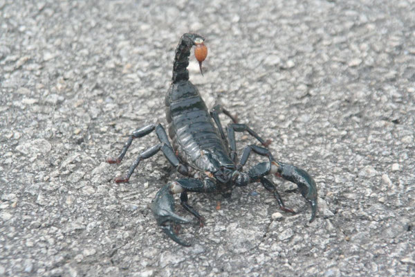 Giant scorpion at East-West-Highway - Northern Malaysia