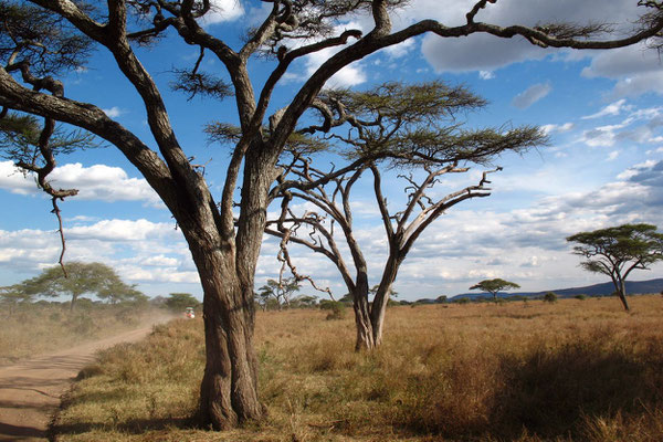 Safari at Serengeti National Park