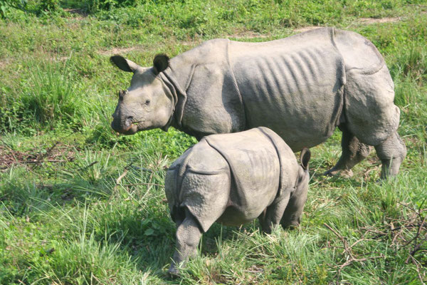One Horned Indian Rhinos - Royal Chitwan National Park